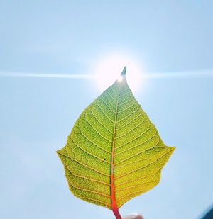 leaf_under_sunshine